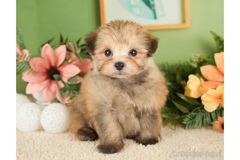 成約済の神奈川県のポメプー:ポメラニアン×トイプードル-276282の3枚目