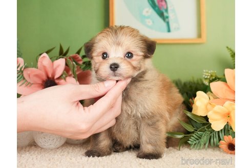 成約済の神奈川県のポメプー:ポメラニアン×トイプードル-276282の4枚目