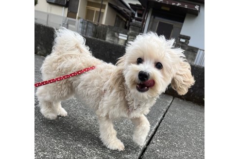 成約済の埼玉県のマルプー:マルチーズ×トイプードル-241953の19枚目