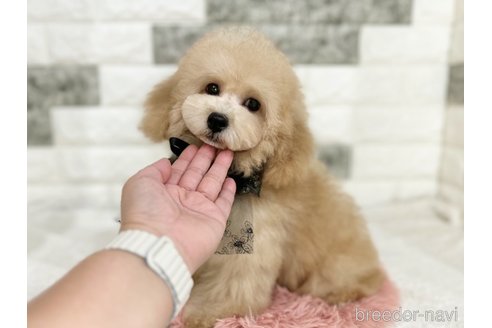 成約済の京都府のトイプードル-265121の9枚目