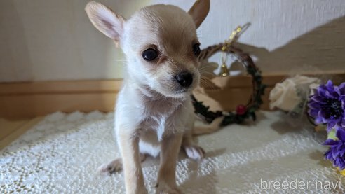 成約済の広島県のチワプー:チワワ×トイプードル-274090の44枚目
