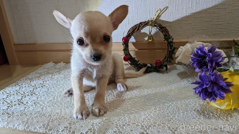 成約済の広島県のチワプー:チワワ×トイプードル-274090の40枚目