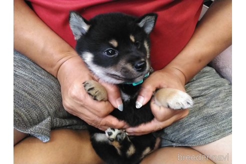 成約済の富山県の豆柴-276335の4枚目