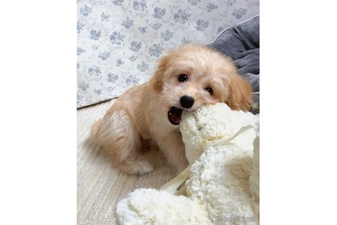 成約済の福岡県のポメプー:ポメラニアン×トイプードル-268761の9枚目