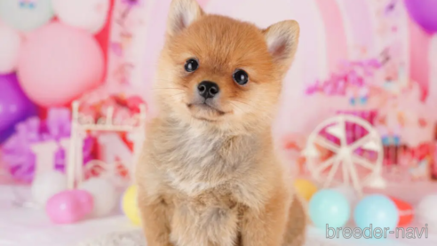 成約済の東京都のミックス犬-274696の2枚目