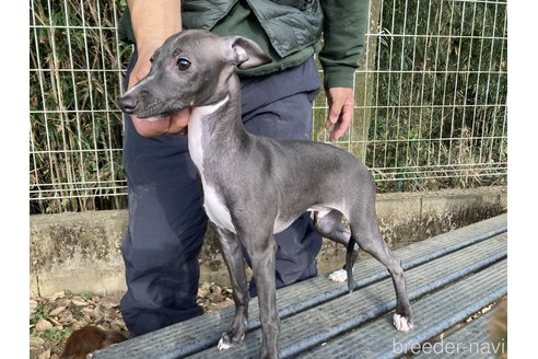 成約済の埼玉県のイタリアングレーハウンド(イタグレ)-266709の2枚目