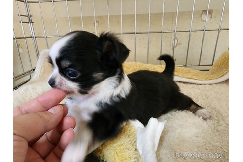 成約済の愛知県のチワワ(ロングコート)-276406の6枚目