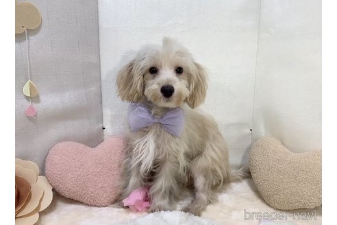 成約済の東京都のミックス犬-246608の15枚目