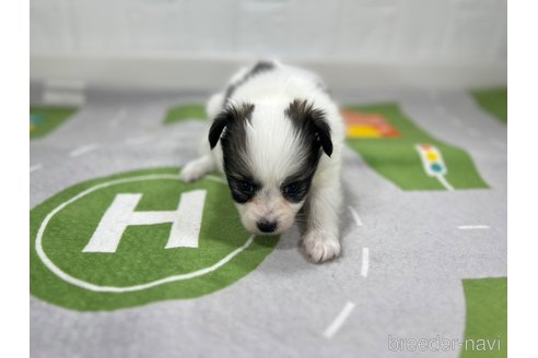 成約済の愛知県のパピヨン-276436の6枚目