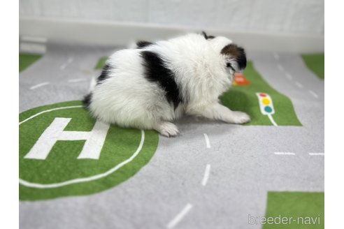 成約済の愛知県のパピヨン-276436の2枚目