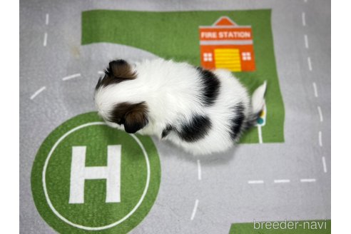 成約済の愛知県のパピヨン-276436の3枚目