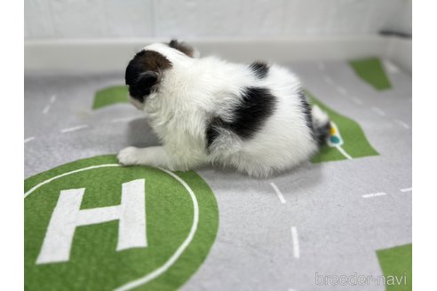 成約済の愛知県のパピヨン-276436の4枚目