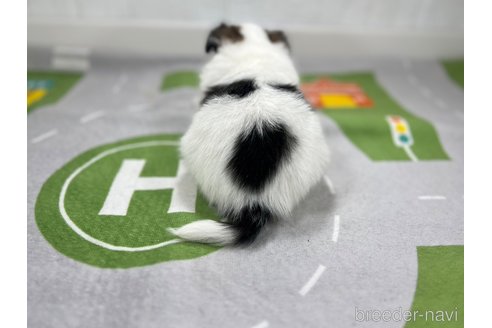 成約済の愛知県のパピヨン-276436の5枚目