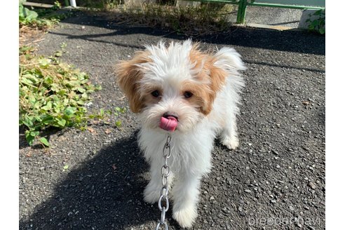 成約済の東京都のミックス犬-251824の3枚目