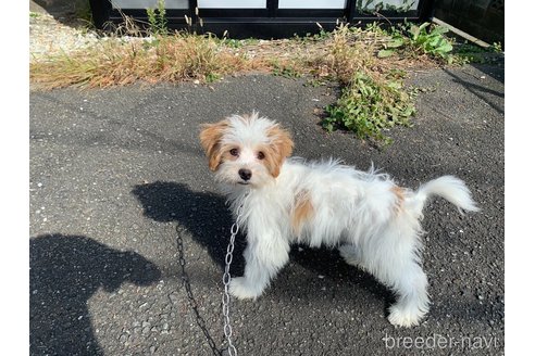 成約済の東京都のミックス犬-251824の2枚目