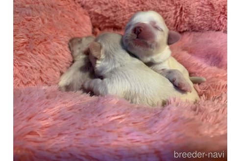 成約済の岐阜県のミックス犬-276458の14枚目