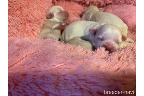成約済の岐阜県のミックス犬-276458の15枚目