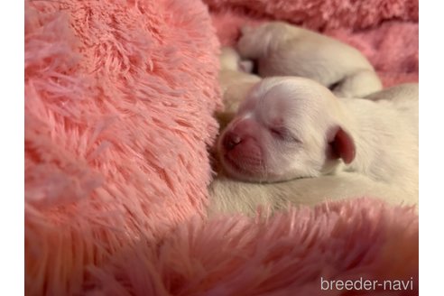 成約済の岐阜県のミックス犬-276460の12枚目