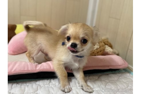 成約済の栃木県のミックス犬-267956の4枚目
