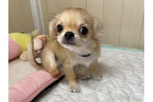 成約済の栃木県のミックス犬-267956の5枚目