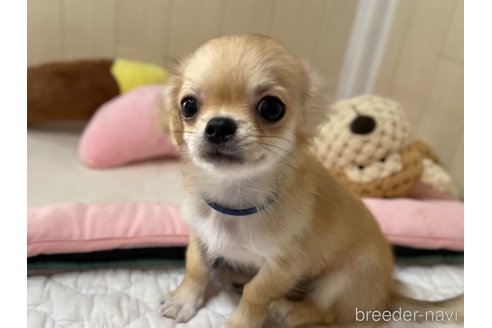 成約済の栃木県のミックス犬-267956の6枚目