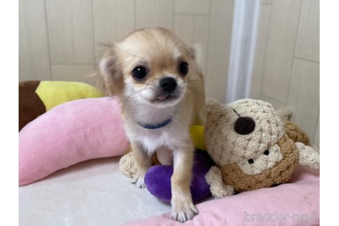成約済の栃木県のミックス犬-267956の2枚目