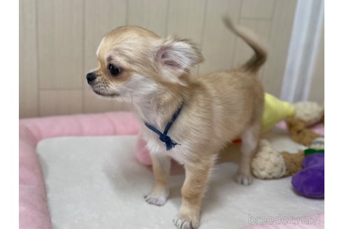 成約済の栃木県のミックス犬-267956の3枚目