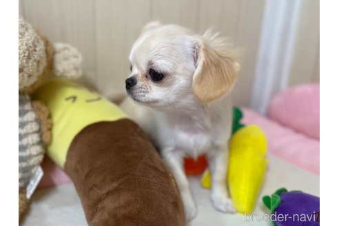 成約済の栃木県のミックス犬-267951の2枚目