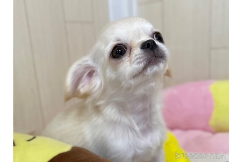 成約済の栃木県のミックス犬-267951