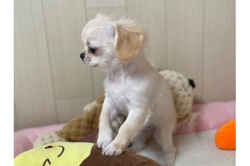 成約済の栃木県のミックス犬-267951の5枚目
