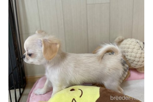 成約済の栃木県のミックス犬-267951の6枚目