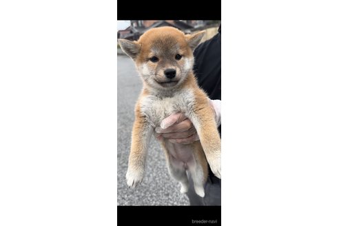 成約済の滋賀県の柴犬-268842