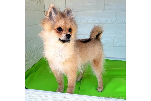 成約済の茨城県のポメラニアン-255189の15枚目