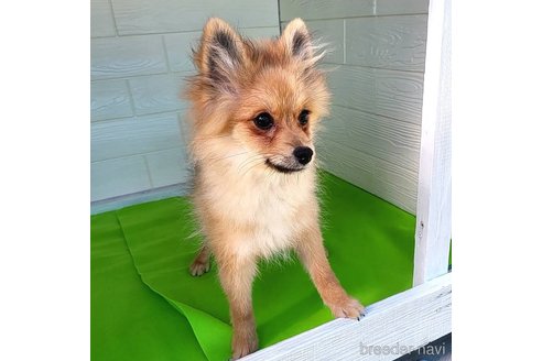 成約済の茨城県のポメラニアン-255189の12枚目