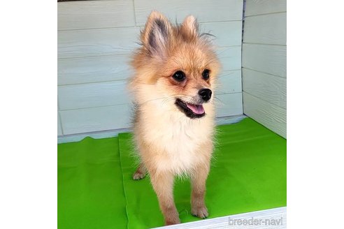 成約済の茨城県のポメラニアン-255189の13枚目