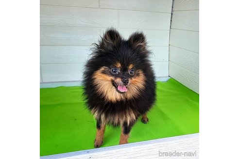成約済の茨城県のポメラニアン-239059の14枚目