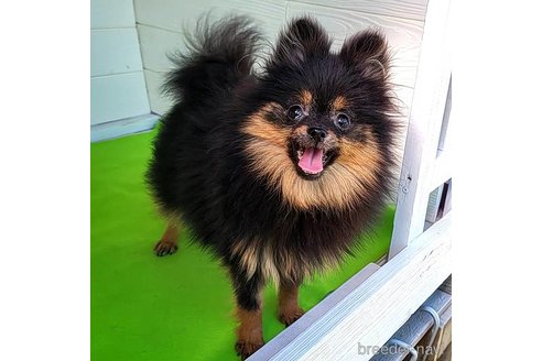 成約済の茨城県のポメラニアン-239059の15枚目