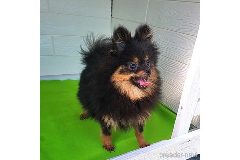 成約済の茨城県のポメラニアン-239059の12枚目