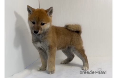 成約済の愛知県の柴犬-275123の3枚目