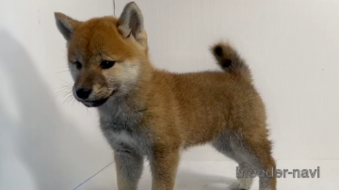 成約済の愛知県の柴犬-275123の2枚目