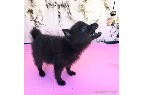 成約済の茨城県のスキッパーキ-268991の46枚目