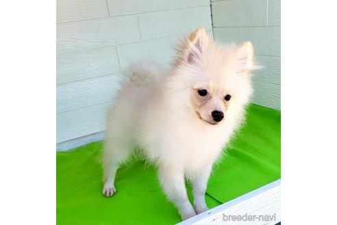 成約済の茨城県のポメラニアン-260067の35枚目