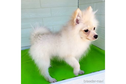 成約済の茨城県のポメラニアン-260067の32枚目