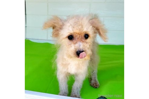 成約済の茨城県のミックス犬-261638の20枚目