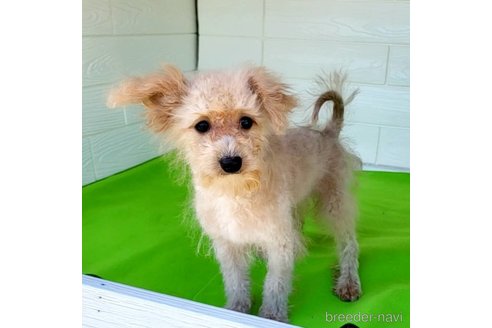 成約済の茨城県のミックス犬-261638の19枚目