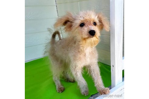 成約済の茨城県のミックス犬-261638の17枚目