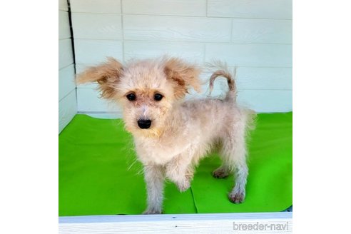 成約済の茨城県のミックス犬-261638の16枚目