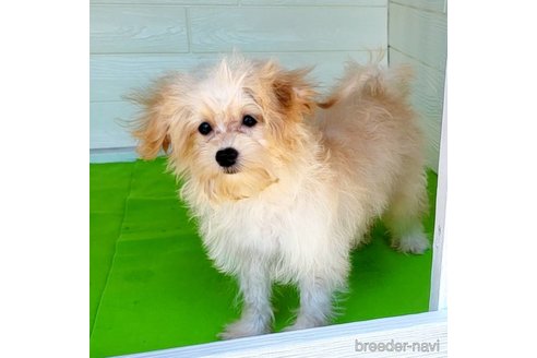 成約済の茨城県のミックス犬-261643の34枚目