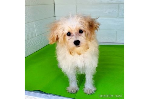 成約済の茨城県のミックス犬-261643の33枚目