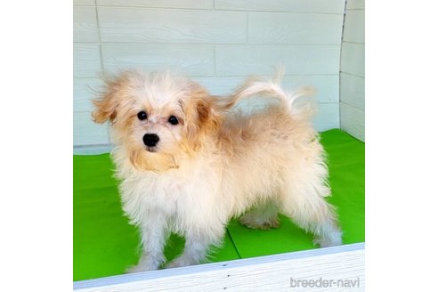 成約済の茨城県のミックス犬-261643の35枚目